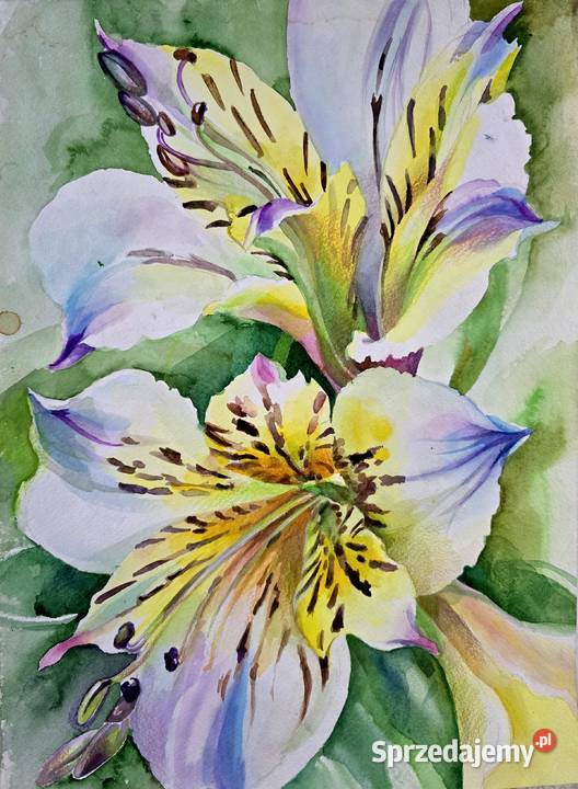 Akwarele oryginalne kwiaty różny rozmiar Warszawa