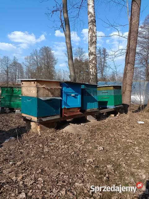 Sprzedam miód z własnej pasieki Górno