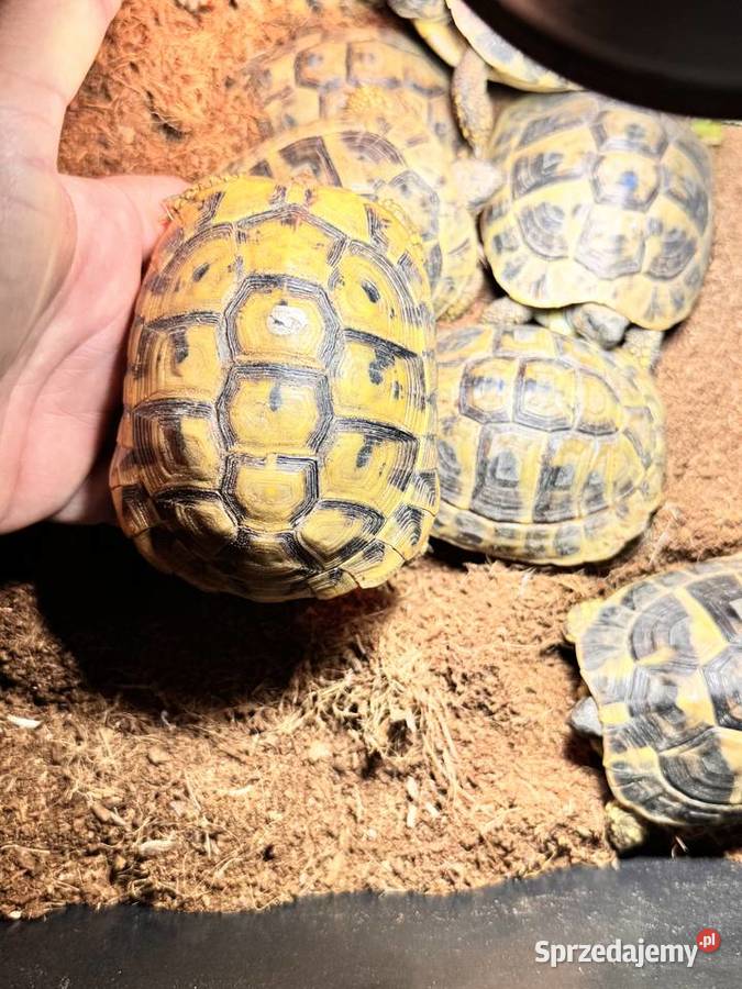 Żółw żółwie grecki greckie lądowe 2021 i 2022rok