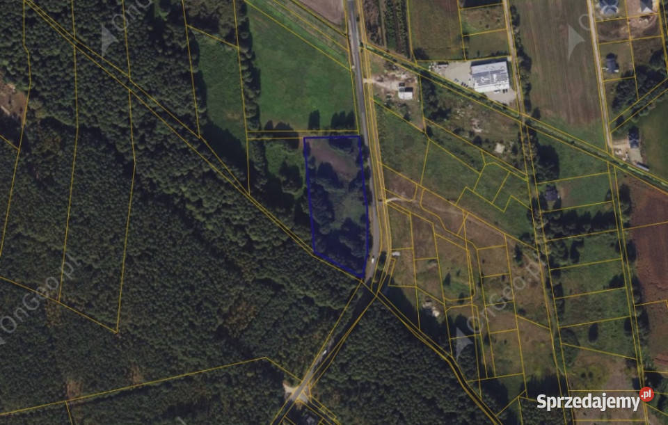Działka 239 w miejscowości Wielka Nieszawka 9800m2 kujawsko-pomorskie sprzedam