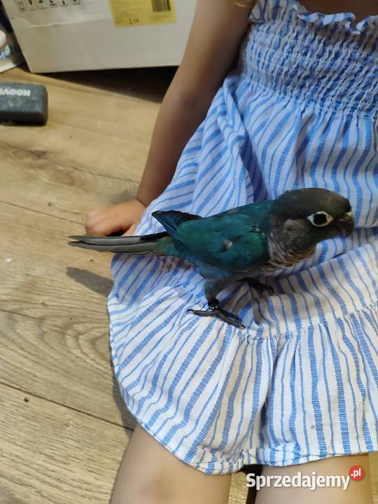 Papugi rudosterki ręcznie karmione Bochnia