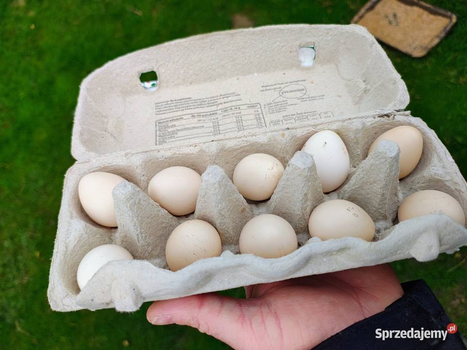 Jaja lęgowe bażant złoty