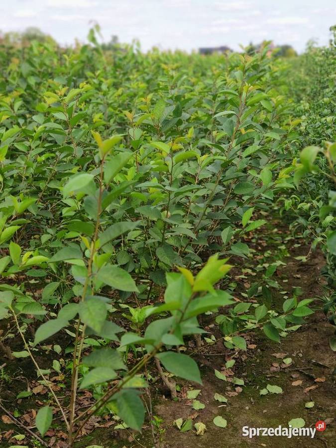 Drzewka Owocowe Producent Wysyłka Dębica