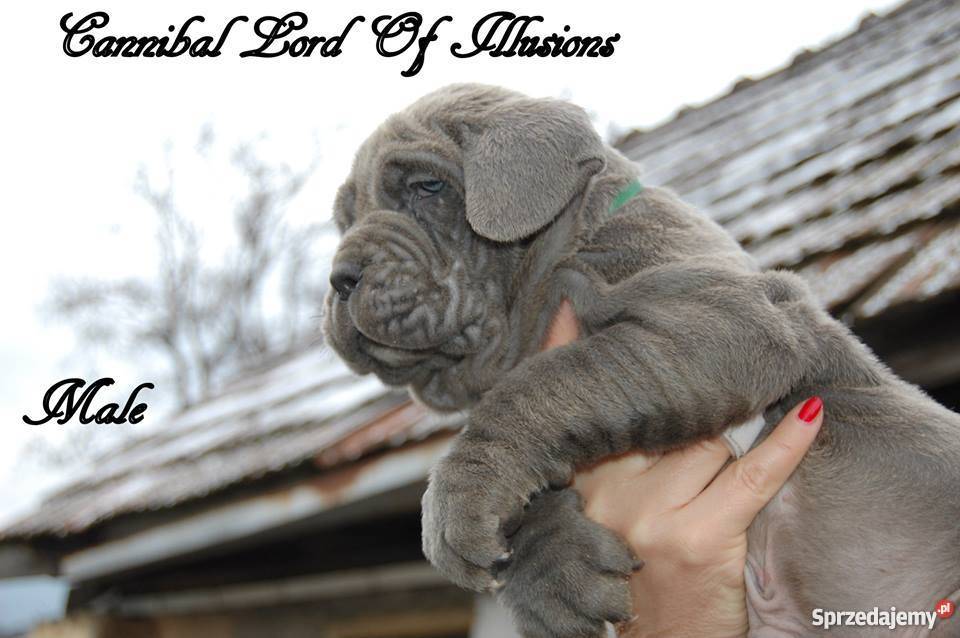 Mastino Napoletano Mastif neapoletanski Raczkowa