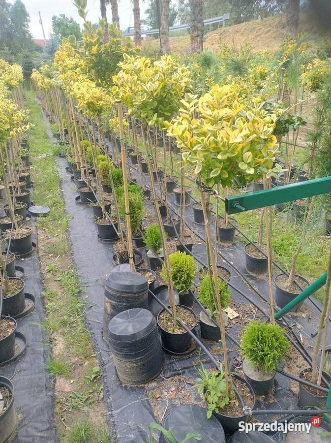 Trzmielina szczepiona Emerald Gold 60 do 160 Mielec