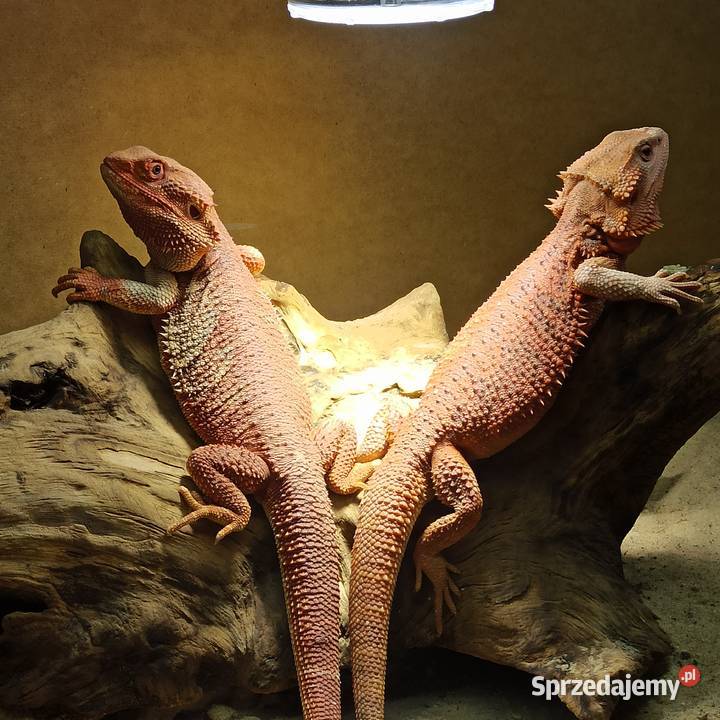 Agama brodata Jaszczurka Początkujących Gady i płazy Błonie