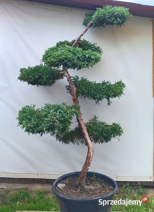 Bonsai Niwaki jałowiec łuskowy Blue Carpet Medynia Łańcucka