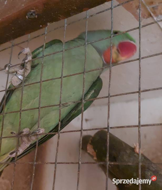 Aleksandretty wielkie