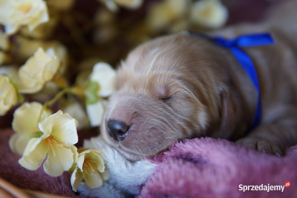 Szczeniak Golden Retriever Rzeszów