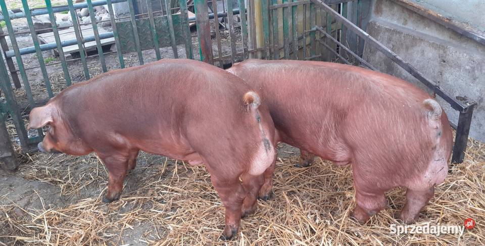 Knurki Duroc duńskiej genetyki sprzedam