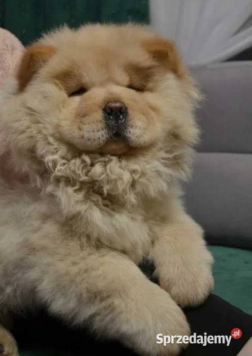 CHOW CHOW CZAU CZAU Psy