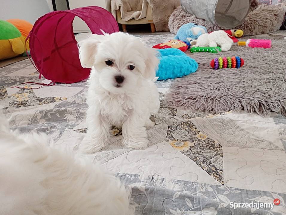 Maltańczyk suczka śląskie Racibórz