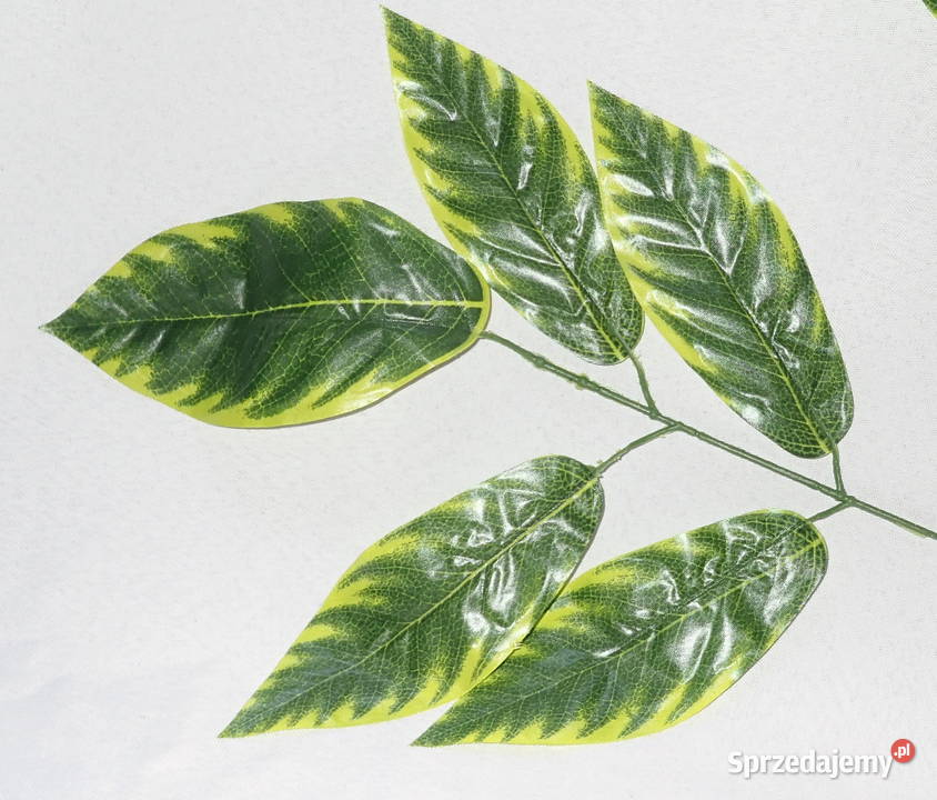 Liście ozdobne 5 na gałązce Zx1 śląskie Siewierz