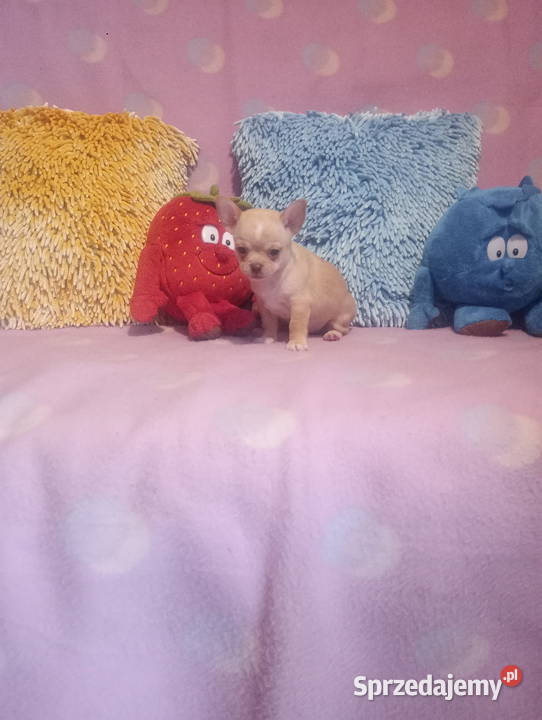 Chihuahua mini piesek morelowy opolskie