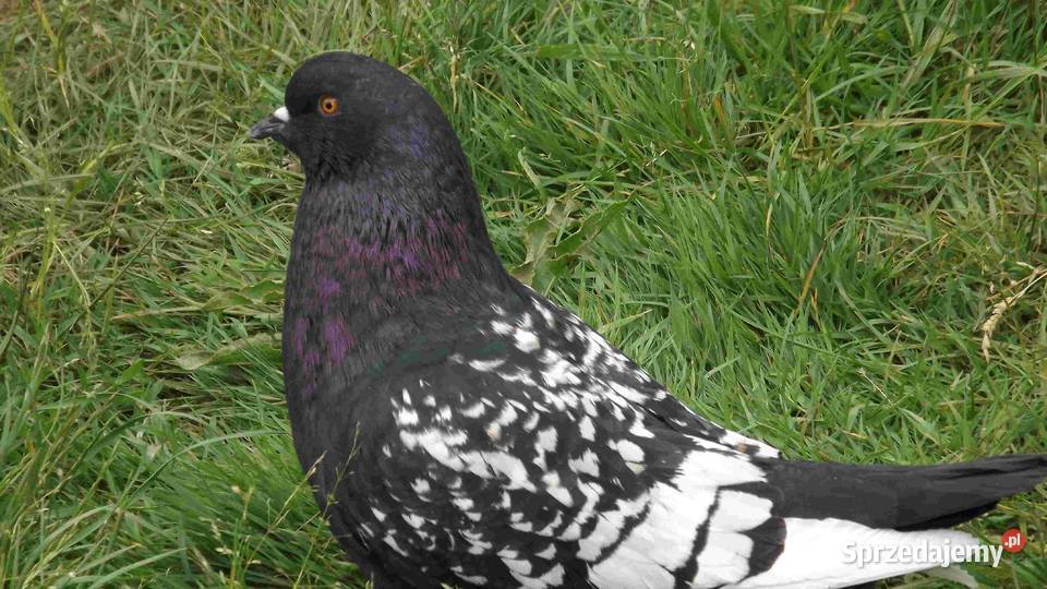 sprzedam gołębie Podborze