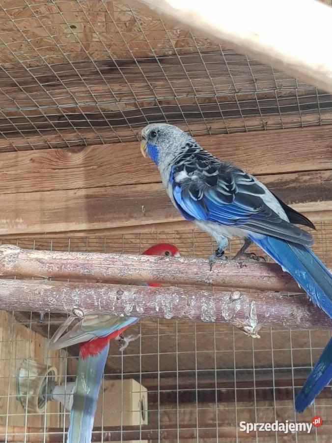 rozelle królewskesprzdam samca na obrące stałej Stare Babice