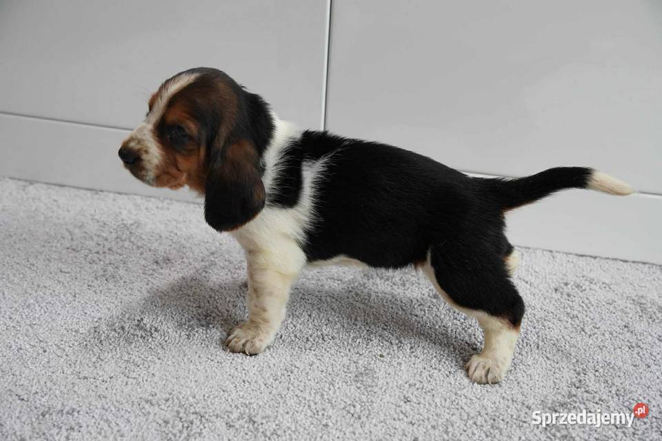 Basset hound szczeniak sprzedam