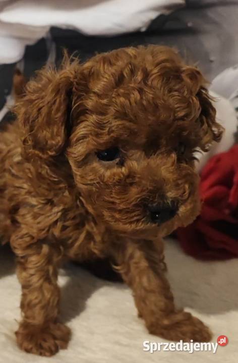 Pudelki malutkie toy 20 marca odbior dolnośląskie