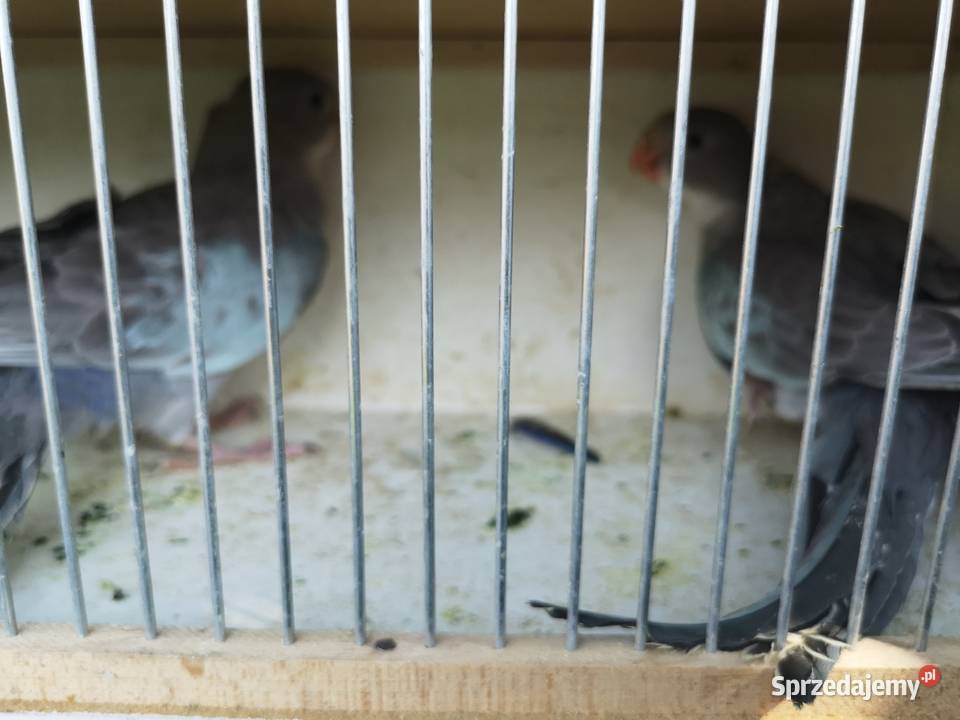 Księżniczka Walii Wilczyce