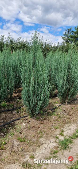 Jałowiec skalny Juniperus scop BLUE ARROW 100120 Mogielnica