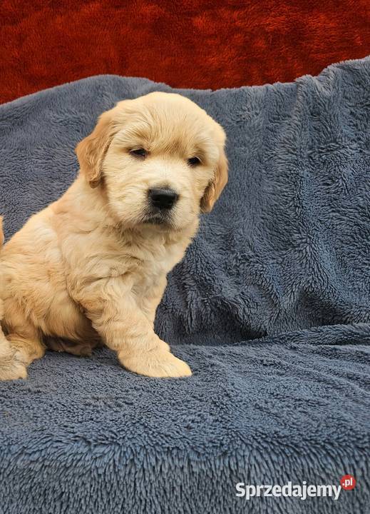 Golden Retriever złoty szczeniak