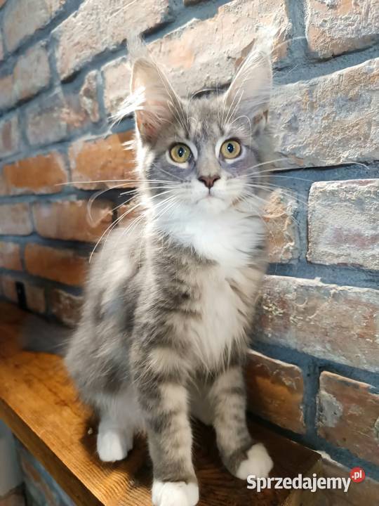 Oriel Wonder Maine Coon niebieska kotka z bielą wielkopolskie Czempiń
