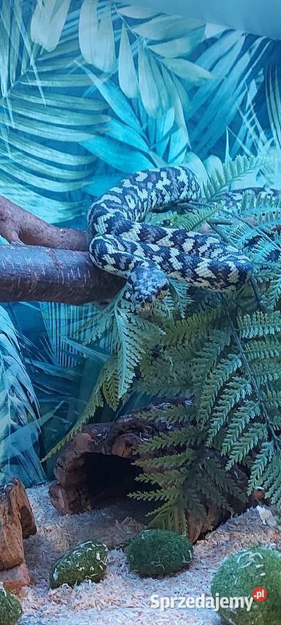 Morelia spilota Tychy