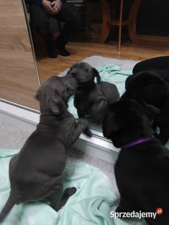 Pieski cane corso mazowieckie Radom