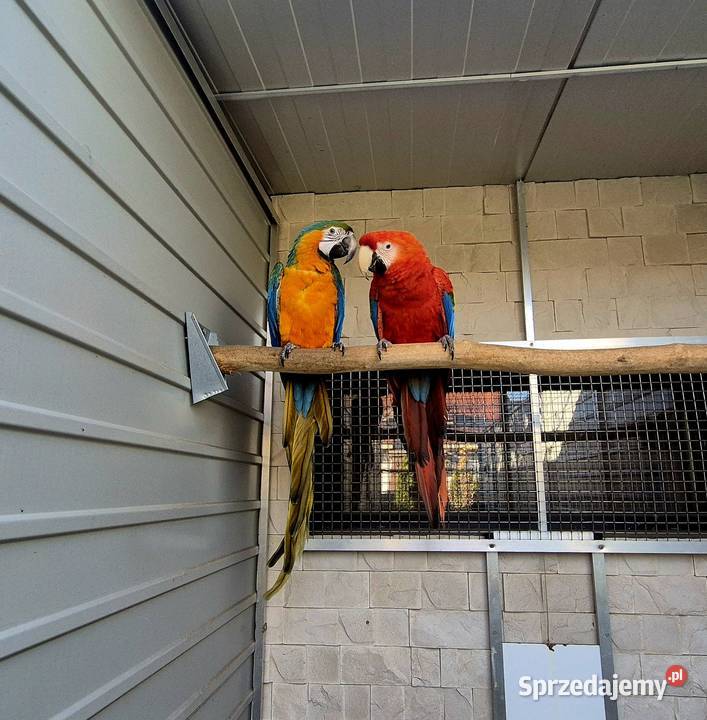 Ara Macao x Catalina wielkopolskie Rakoniewice