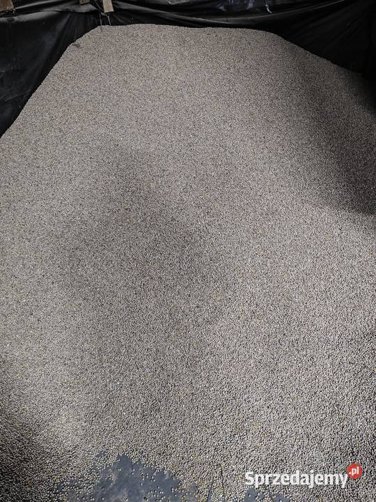 Łubin żółty mister Żeronice