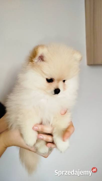 Szpic miniaturowy pomeranian Szpic miniaturowy Bydgoszcz sprzedam