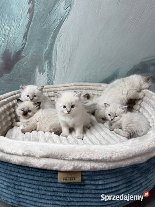 Neva Masquerade kocurki rodowód FPL Rzeszów sprzedam