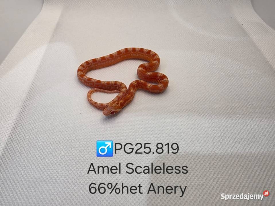 Wąż zbożowy samce i samice Zawiercie sprzedam