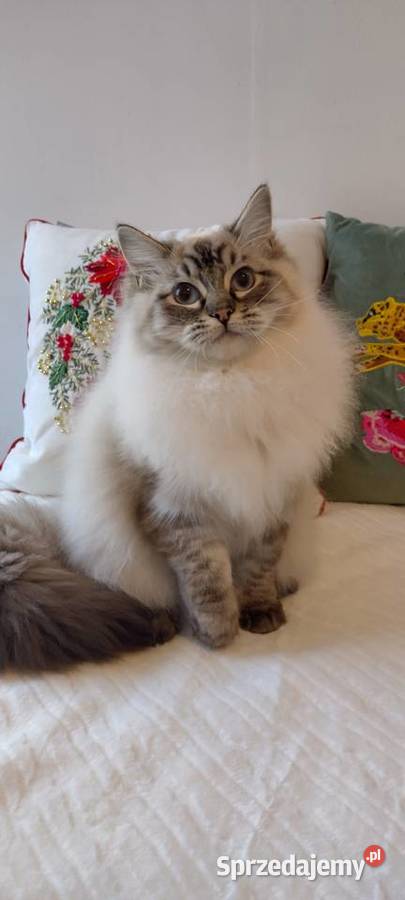 Kocurek ragdoll 2 letni Wrocław
