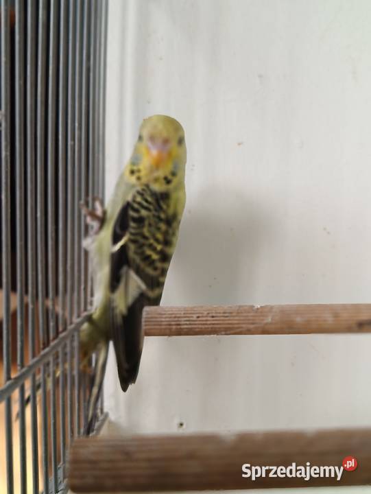 Falista Black face Zbylitowska Góra