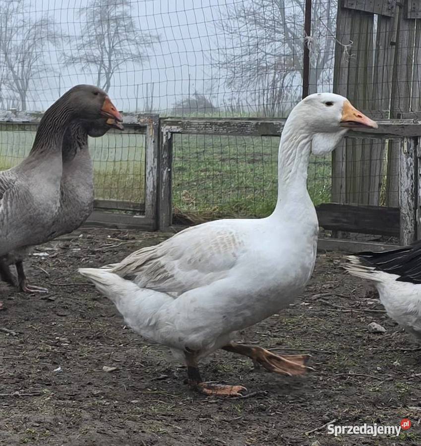 Gęsi chołmogory 2025