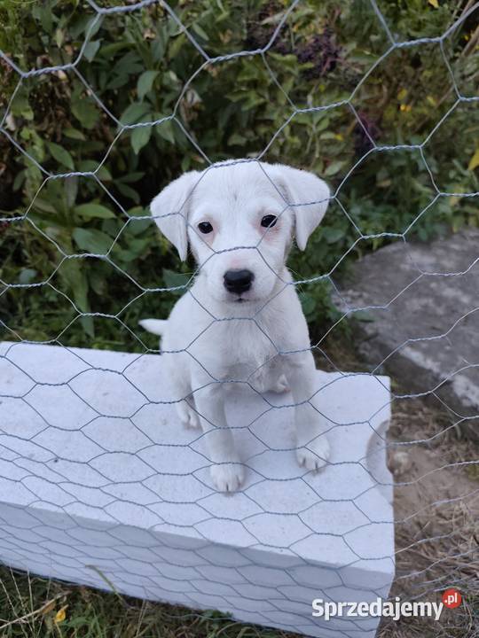 Sprzedam Jack Russell Terrier świętokrzyskie Ożarów