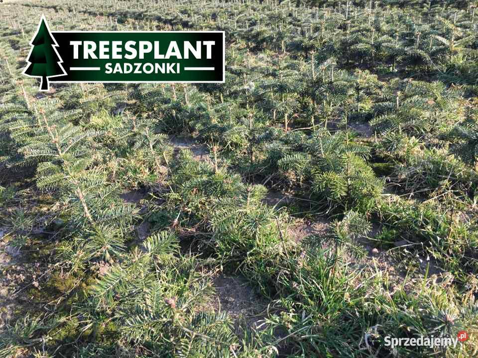 Jodła kaukaska Sadzonki na plantacje świerk Leśnictwo Lublin