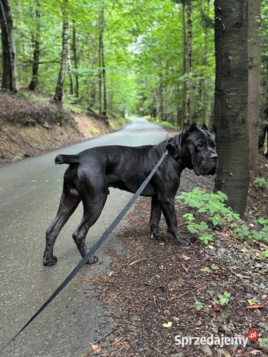 Piękna suczka Cane Corso z domowej hodowli Szczecin