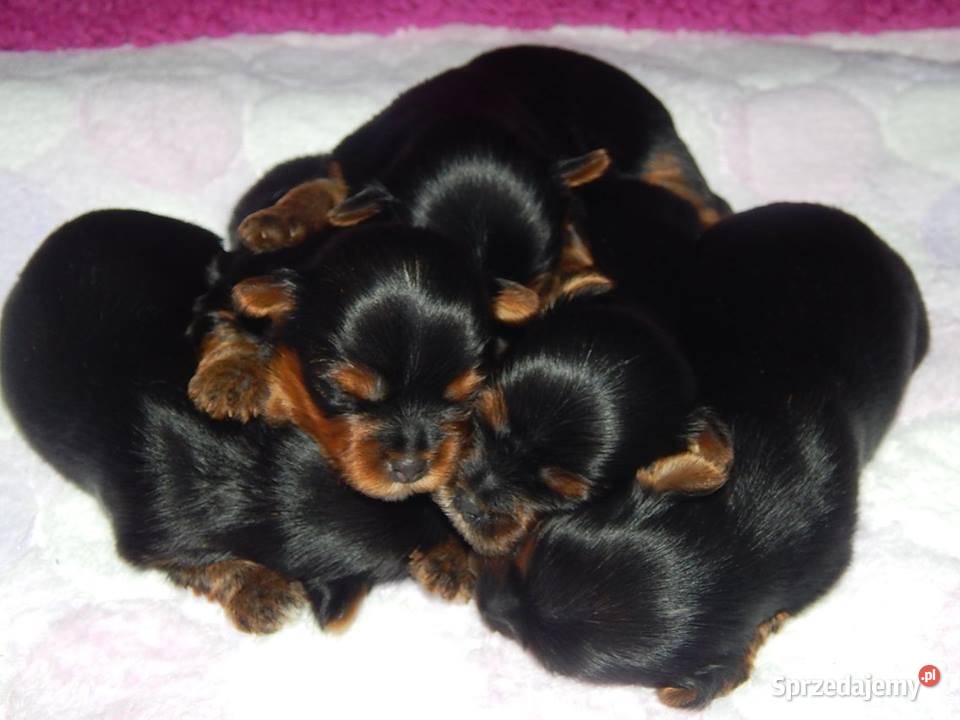 Yorkshire Terrier Śliczne Dziewczynki Maleńkich Olkusz