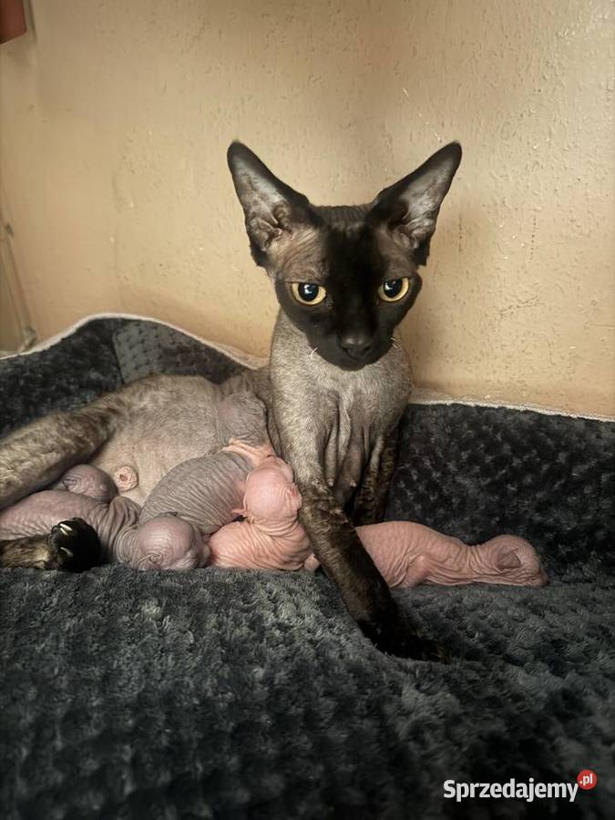 Kotki do rezerwacji odbiór Wielkanoc Łódź sprzedam