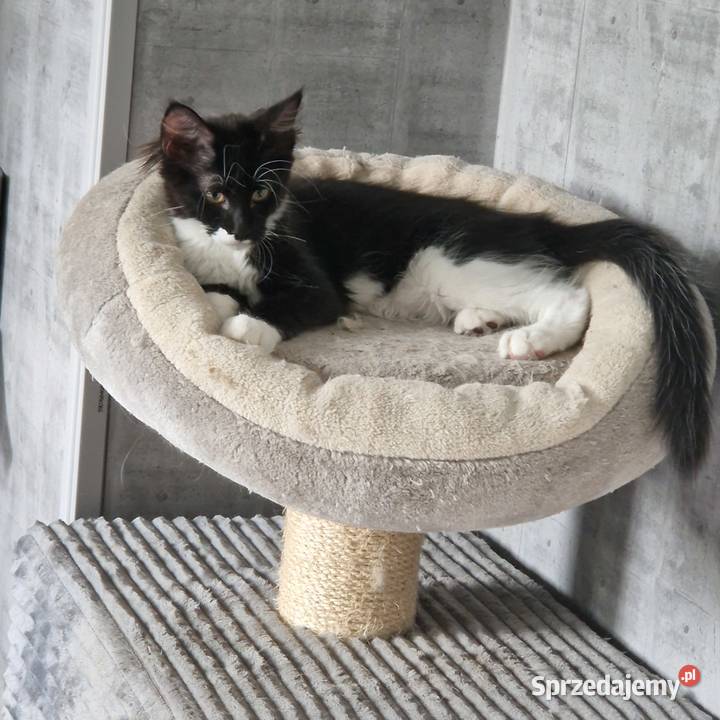 Koty Maine Coon warmińsko-mazurskie