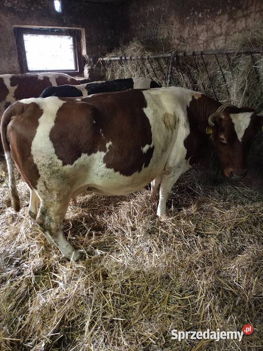 Sprzedam krowy