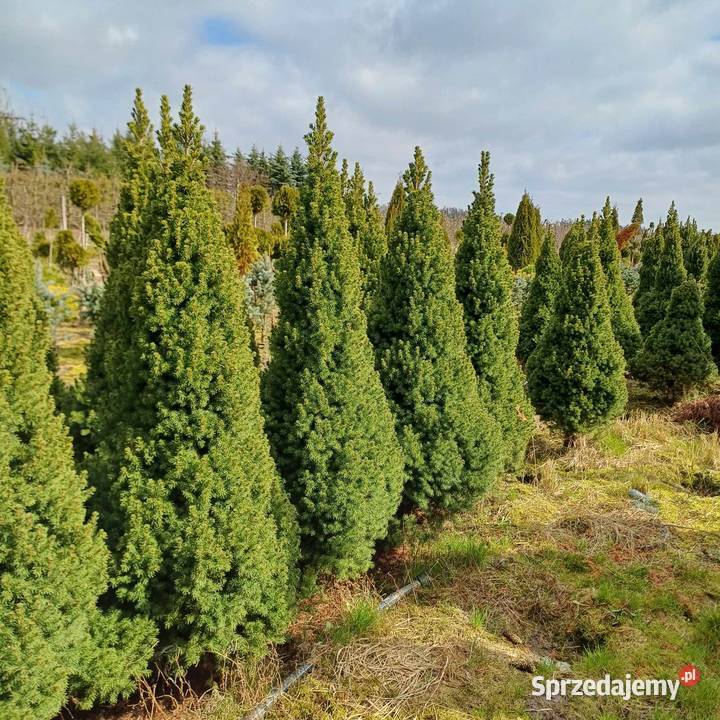 Świerk BiałyConica Picea Glauca balot 160 hurt mazowieckie Grójec