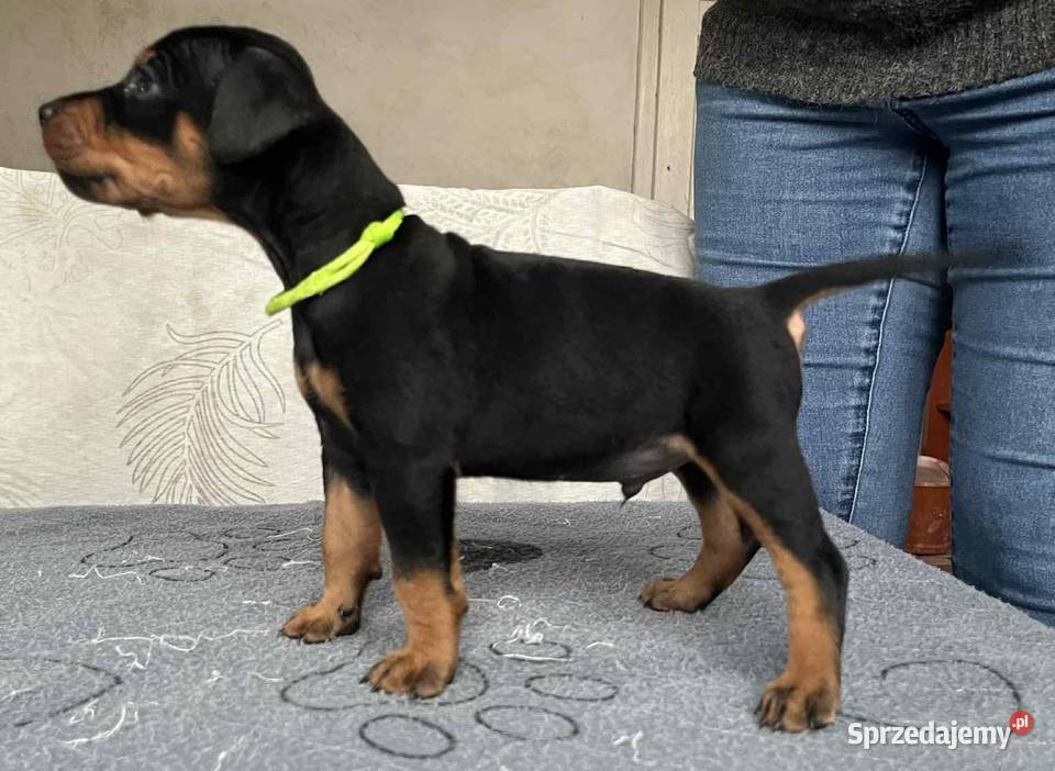 Pinczer średni szczenięta rodowodowe