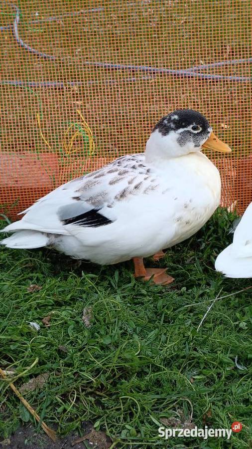 Call duck z wiosny 2026 Ptaki Komarówka Podlaska