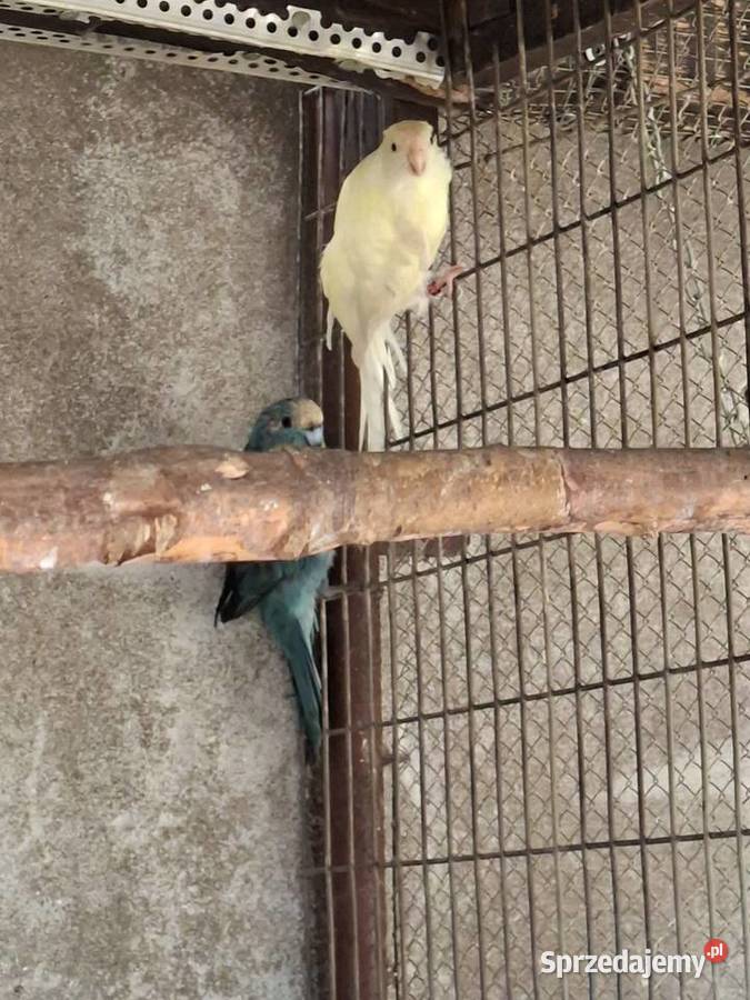 Papugi sprzedam Miejska Górka sprzedam