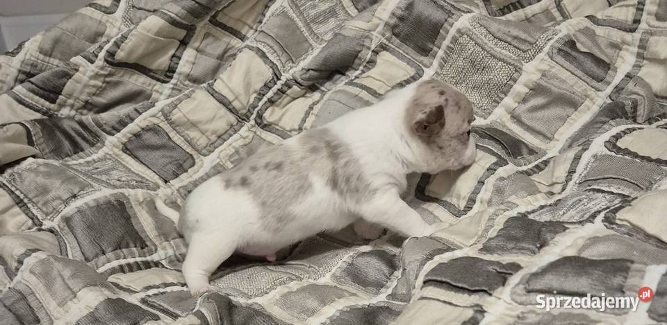 Chihuahua piesek merle z biały Wrocław