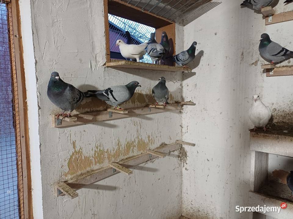 Gołębie Pocztowe likwidacja hodowli Ptaki