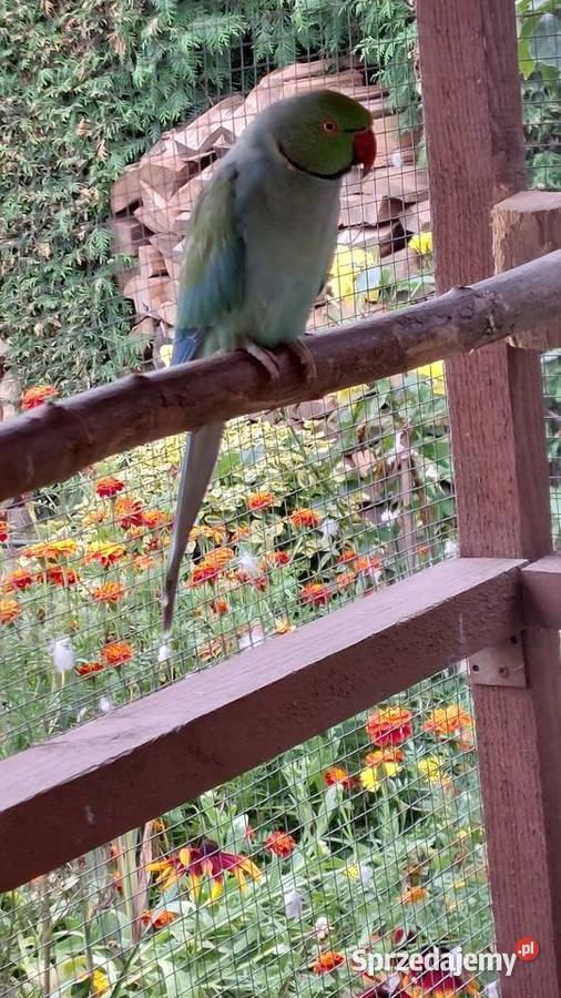 Aleksandretta Obrożna Para Lęgowa sprzedam